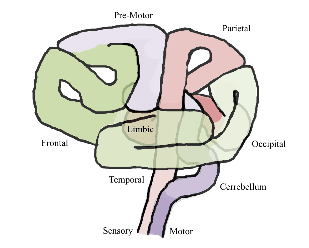 Transparent Brain Labeled with Paralogical Model Locations